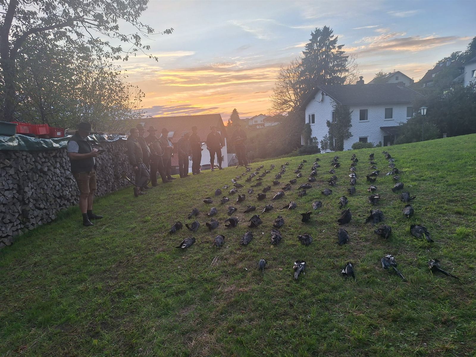 Streckenlegung beim Bezirkskrähentag: viele Reihen erlegter Krähen auf einer Wiese, daneben Jäger in Tracht bei Sonnenuntergang