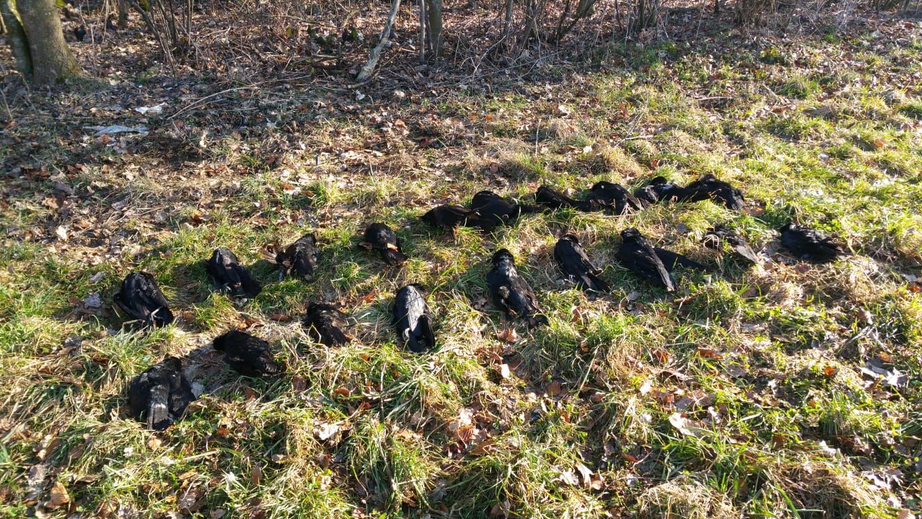 Rund zwanzig erlegte Krähen in Reihen auf einer Wiese am Waldrand