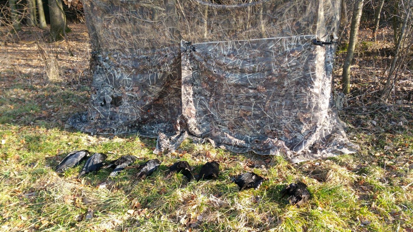 Tarnstand aus Tarnnetz am Waldrand, davor acht erlegte Krähen im Gras